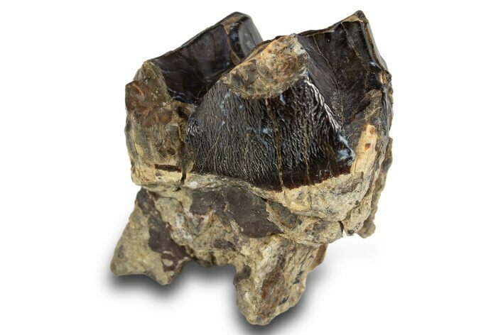 Fossil Eocene Coryphodon Mammal Tooth - Wyoming #316489